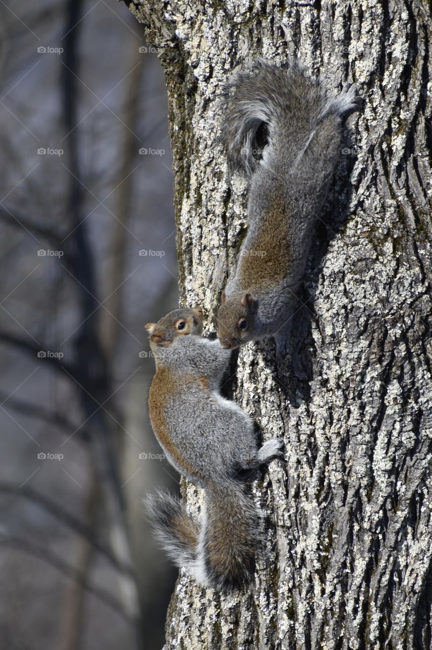 Cute, pain in the neck squirrels