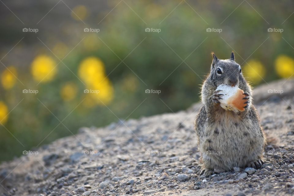 Hungry squirrel and very thankful