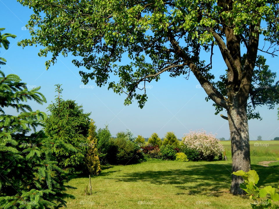 Really green garden and clear blue sky