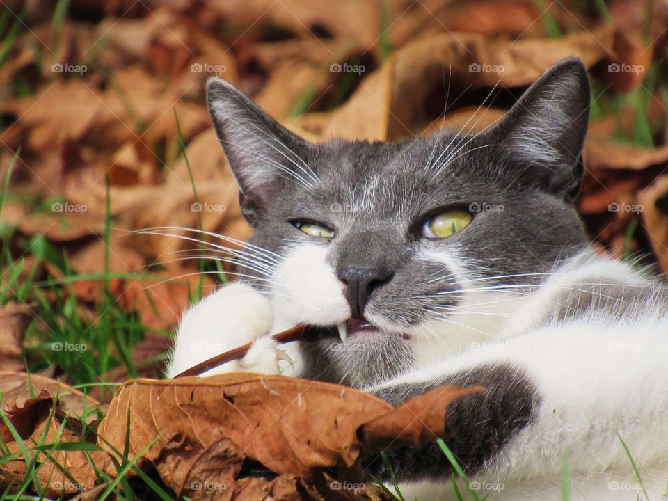 Close-up of a cat in dry leaf