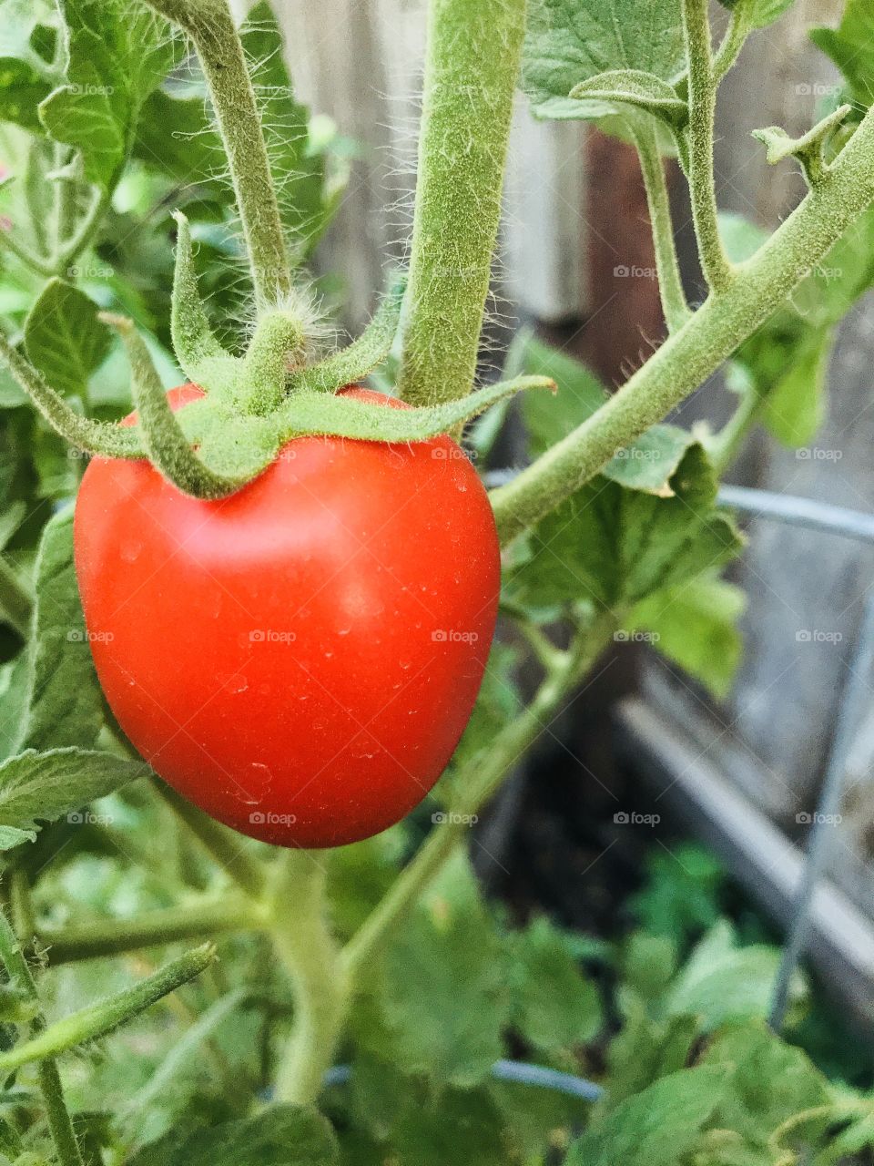 Fresh tomato from our garden 