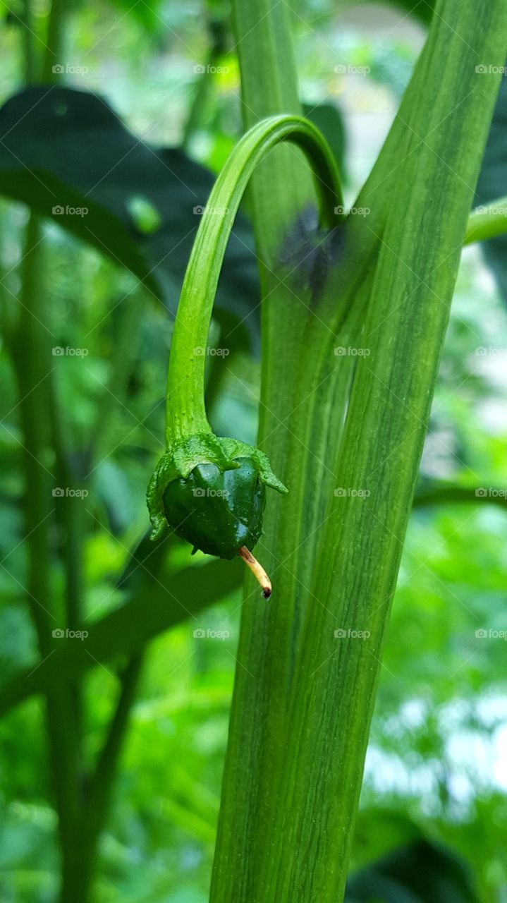 Start of an Pablano pepper.