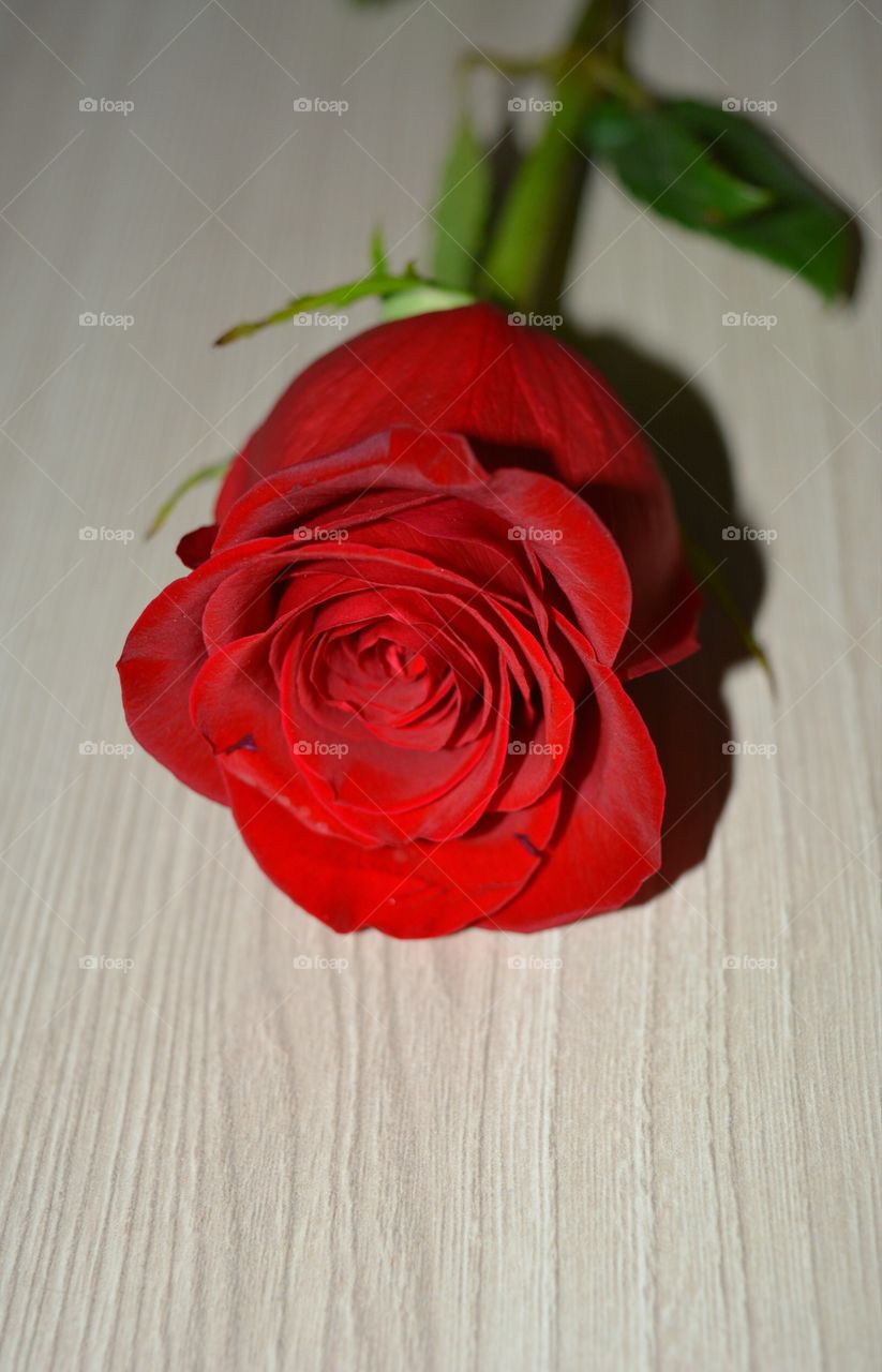 Rose, Flower, Love, Romance, No Person