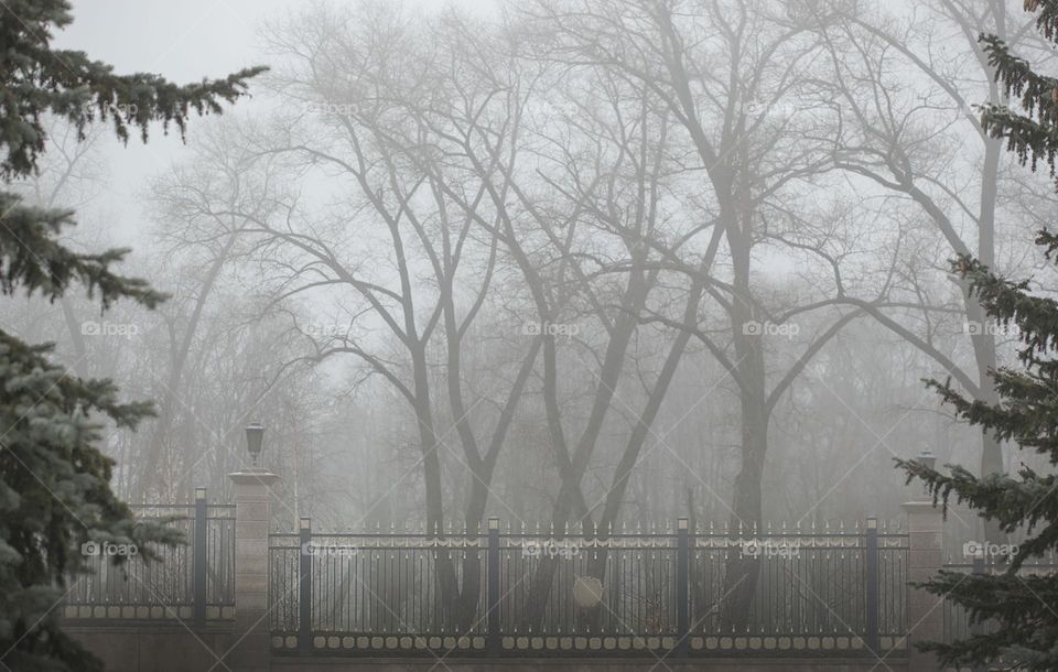 Autumn morning, fog, park, nature,Minsk