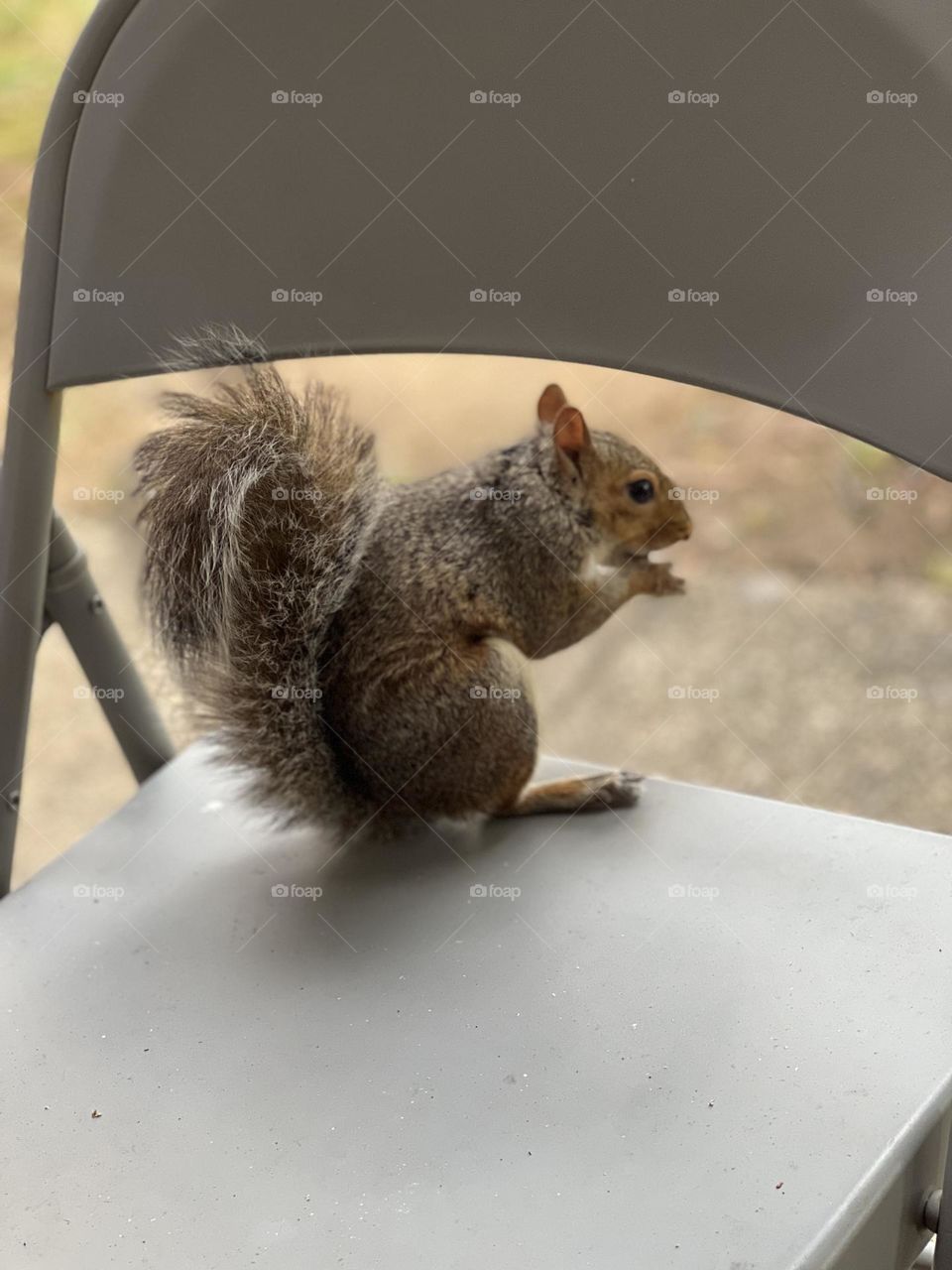 Squirrel looking out to the horizon