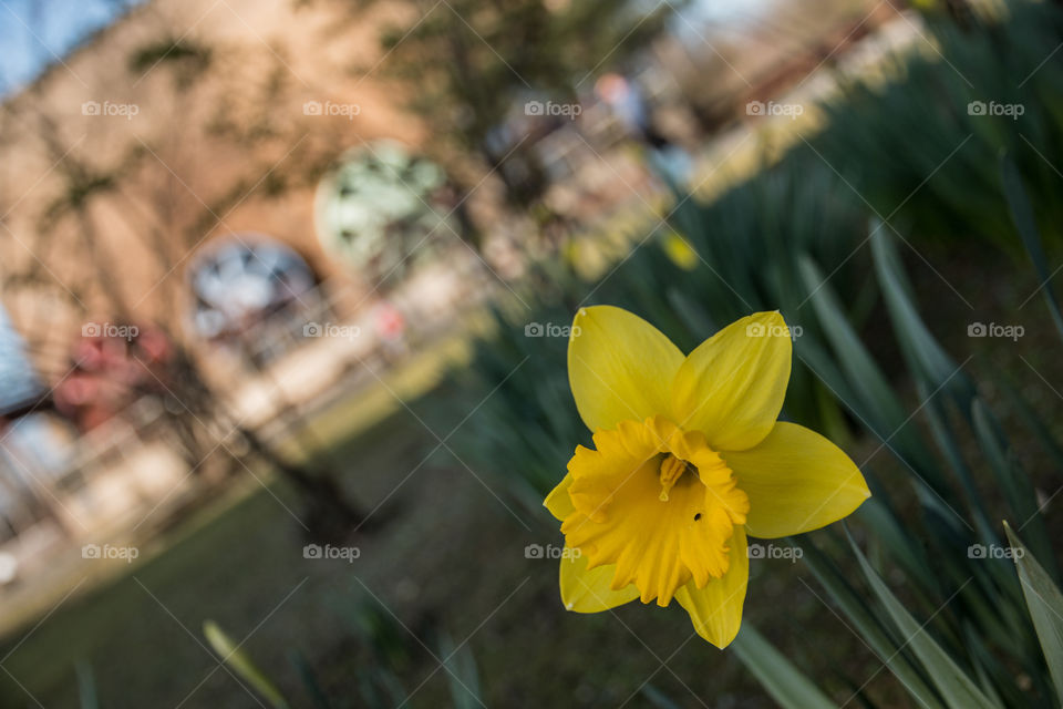 Yellow narcissus