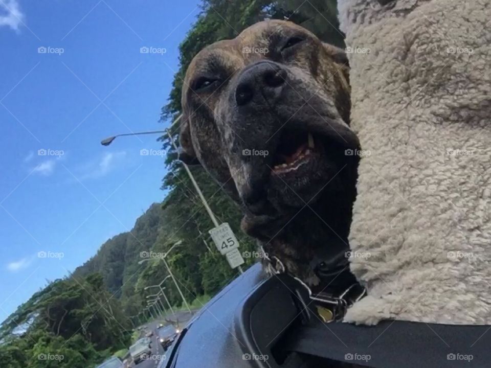 Presa's point of view 
Happy dog joy ride 