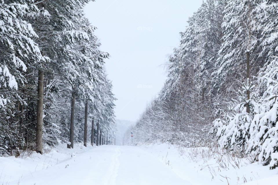 View of tree in forest during winter