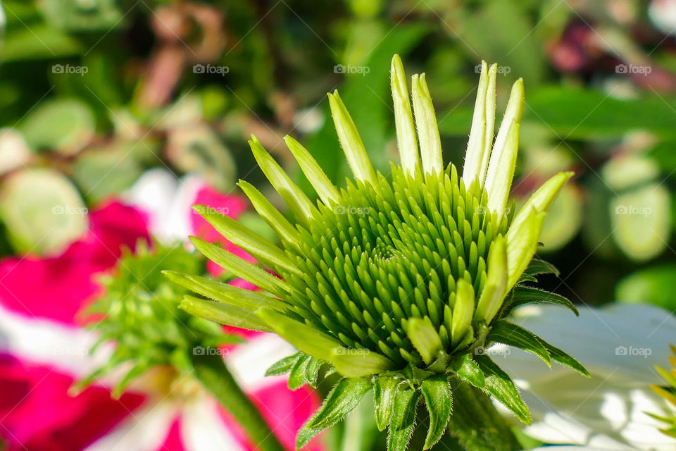 Echinacea pallida, pale purple coneflower