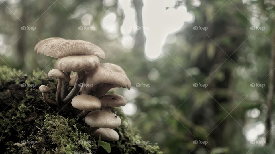 Mushrooms in the jungle