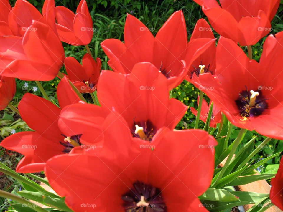 england flowers red plant by antpru