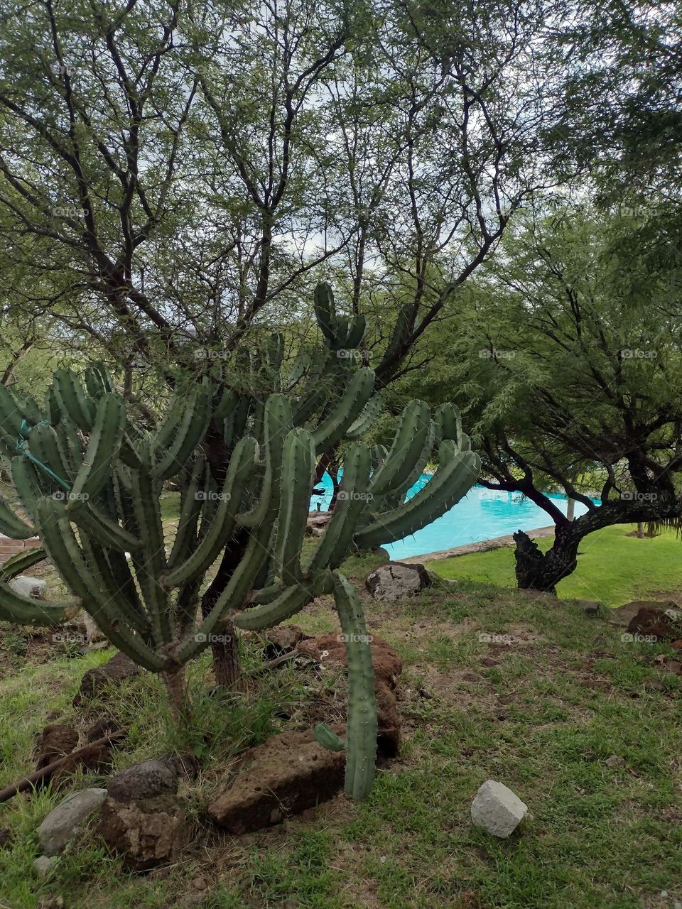 Piscina al Aire Libre