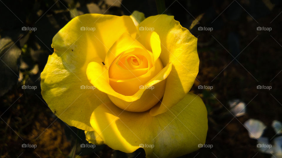 Yellow rose with beautiful natural background