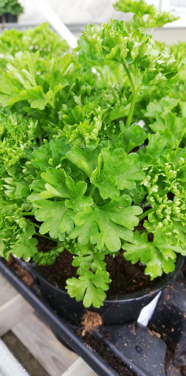 A fresh bushy parsley in the black plastic container.