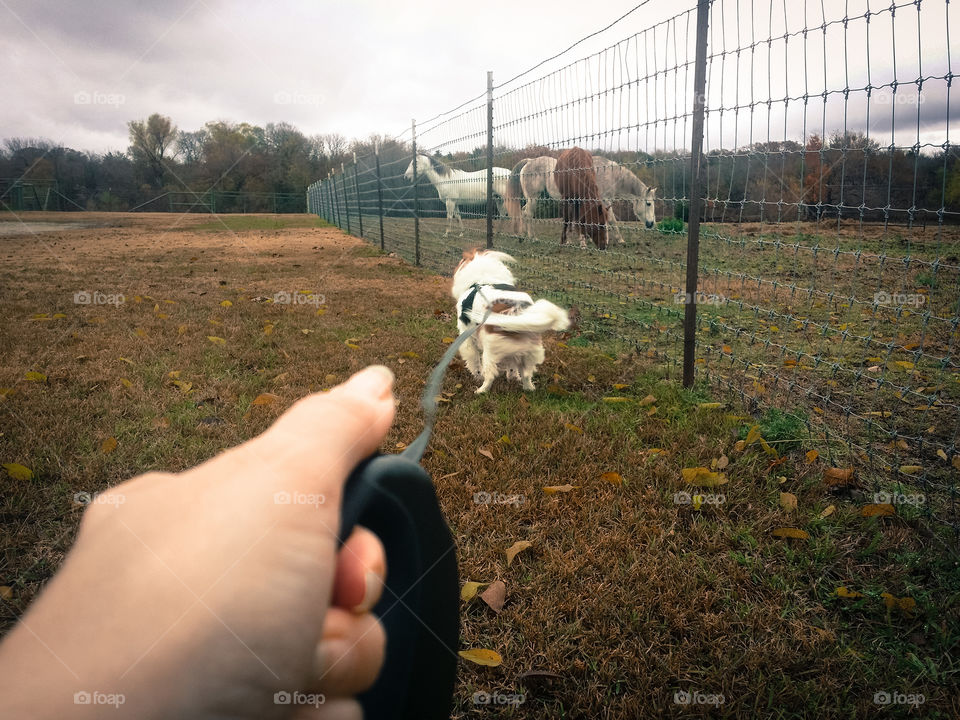 Walking the Dog by the Horses