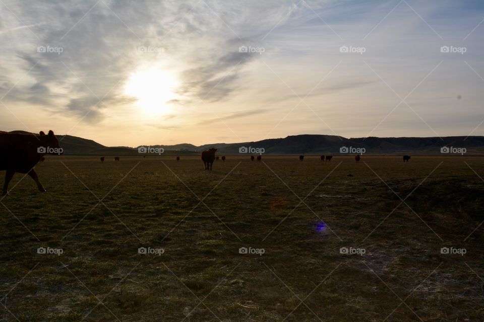 Landscape, Cavalry, Sunset, Cattle, Cow