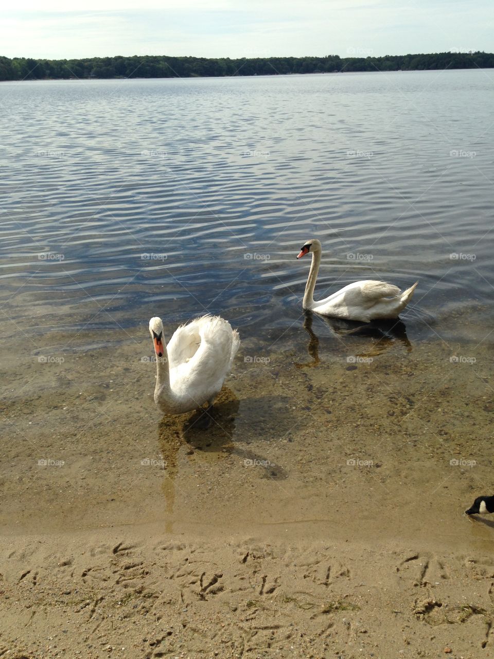 Swan couple