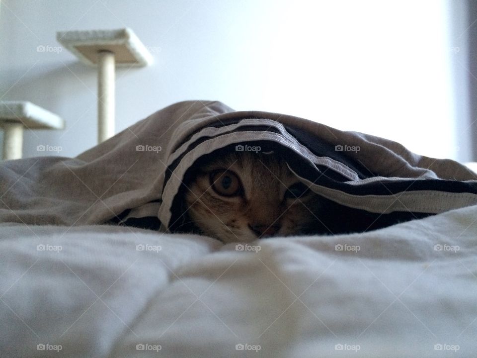 Cat . Hiding 