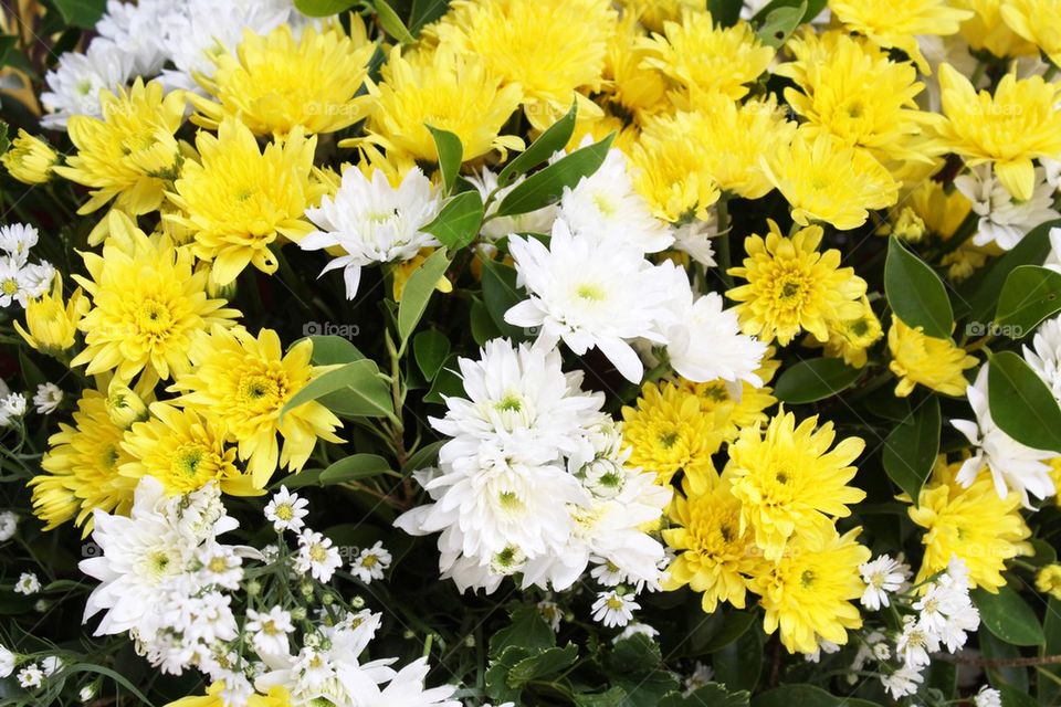 Beautiful yellow and white flowers