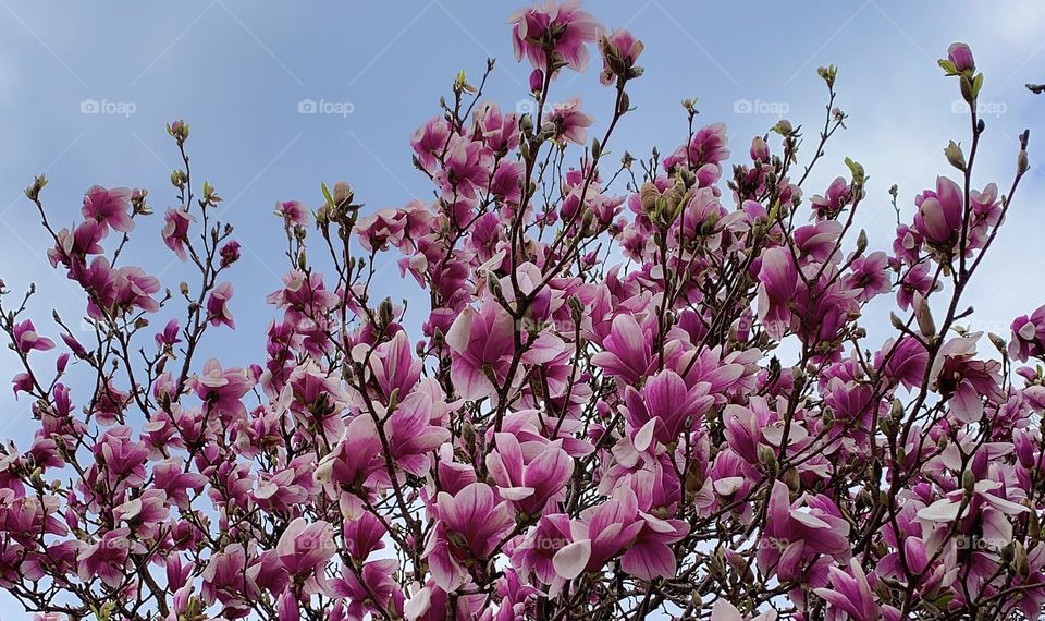 Beautiful flowering tree—taken in Crown Point, Indiana 