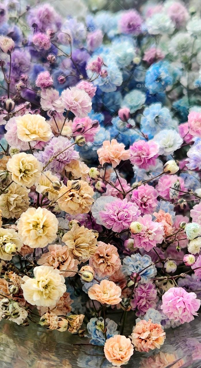 A bouquet of colorful pastel Spring Baby's Breath flower blossoms in an Oregon market