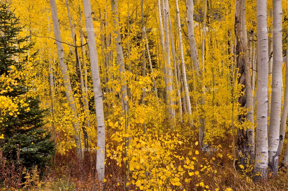 Autumn trees in forest
