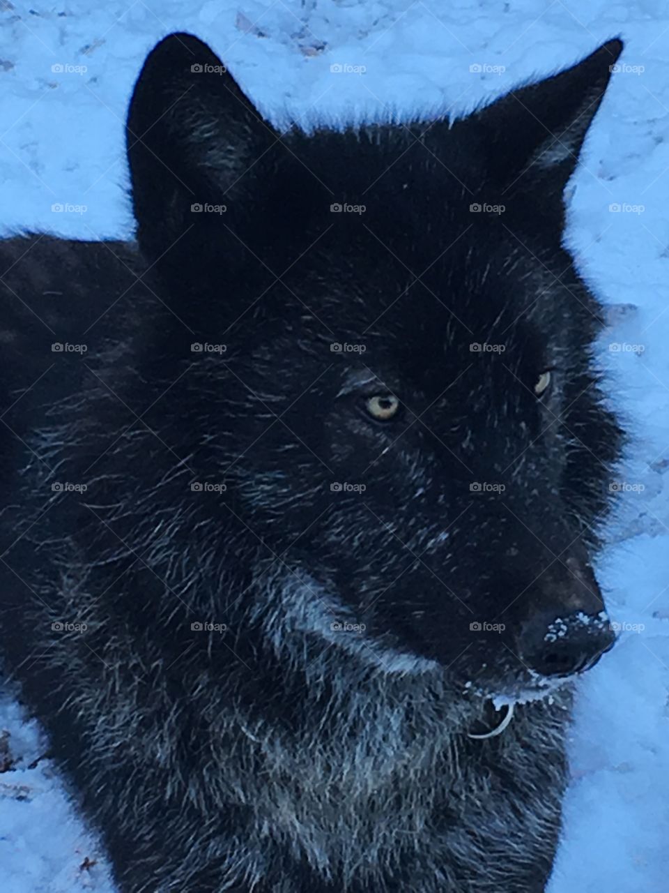 Black wolf