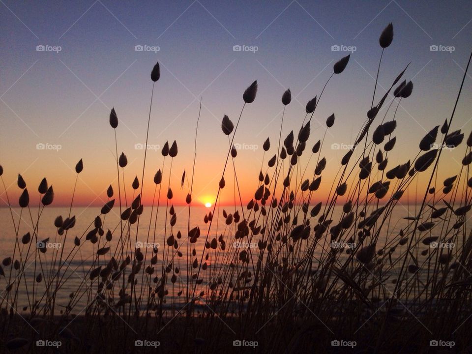 Grass heads at sunset
