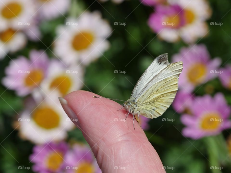 Butterfly on finger