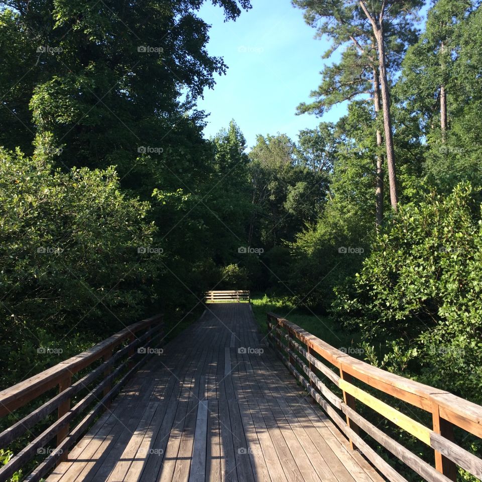 Forest walkway