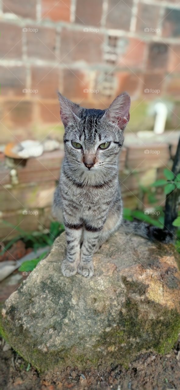 Contemplando a natureza