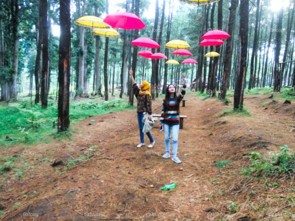 Umbrella in the pine forest