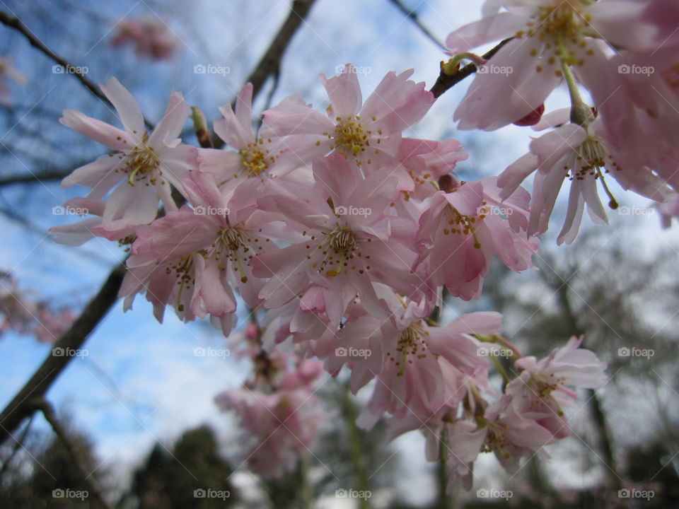 Flower, Cherry, Tree, Branch, Nature