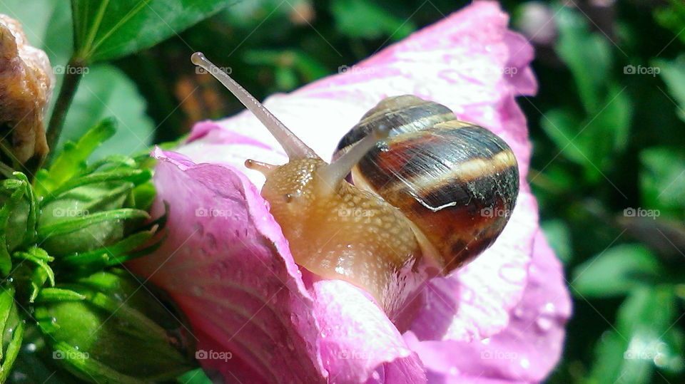 Snail eating flower pink hibiscus