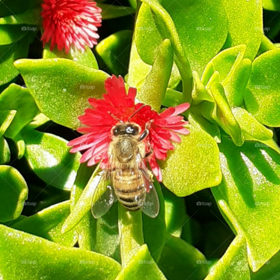 abeja en una flor roja