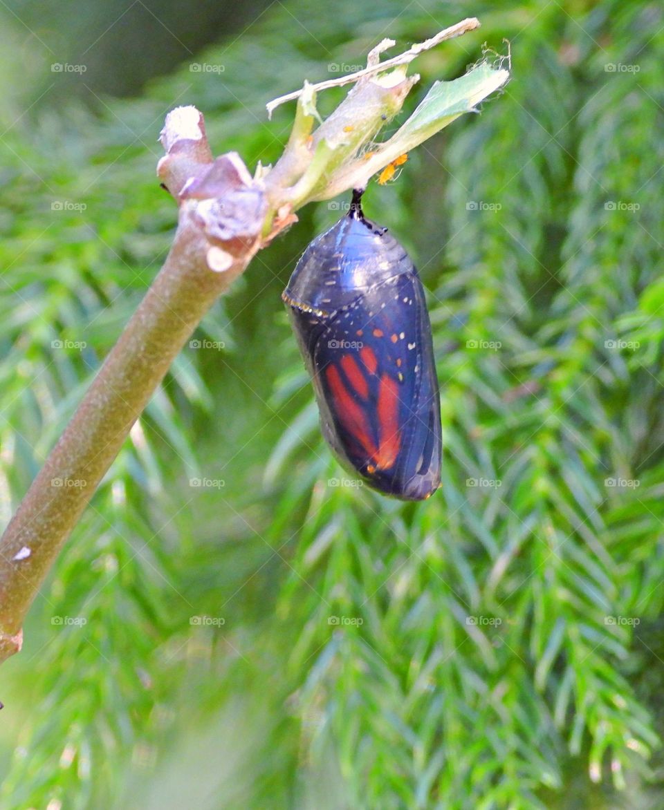 Monarch butterfly transition process. A chrysalis is the form a caterpillar takes before it emerges from its cocoon as a fully formed moth or butterfly