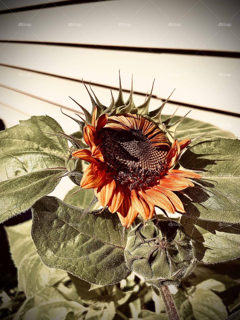 Beginning of the bloom