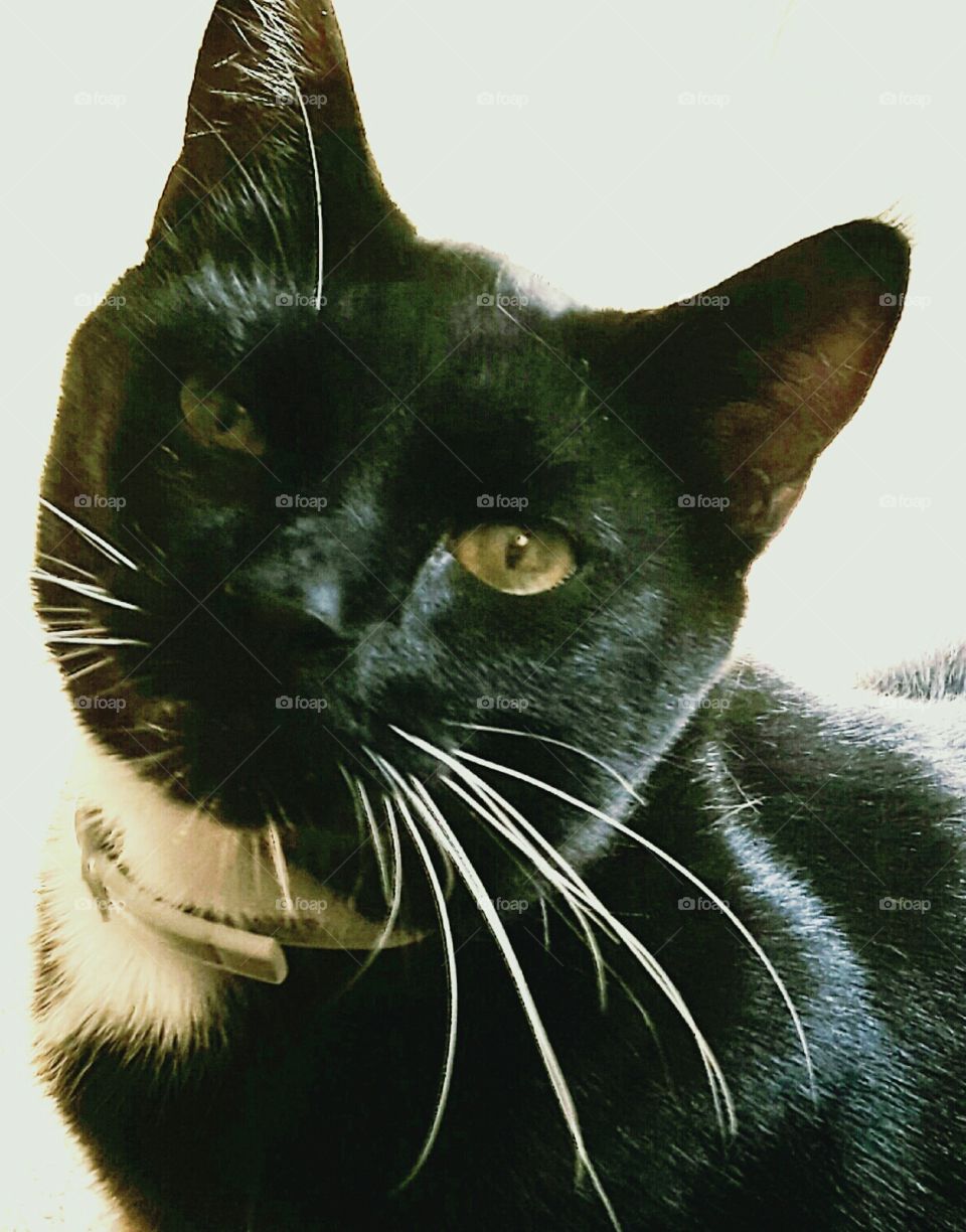 Sweet Steve ... my cat