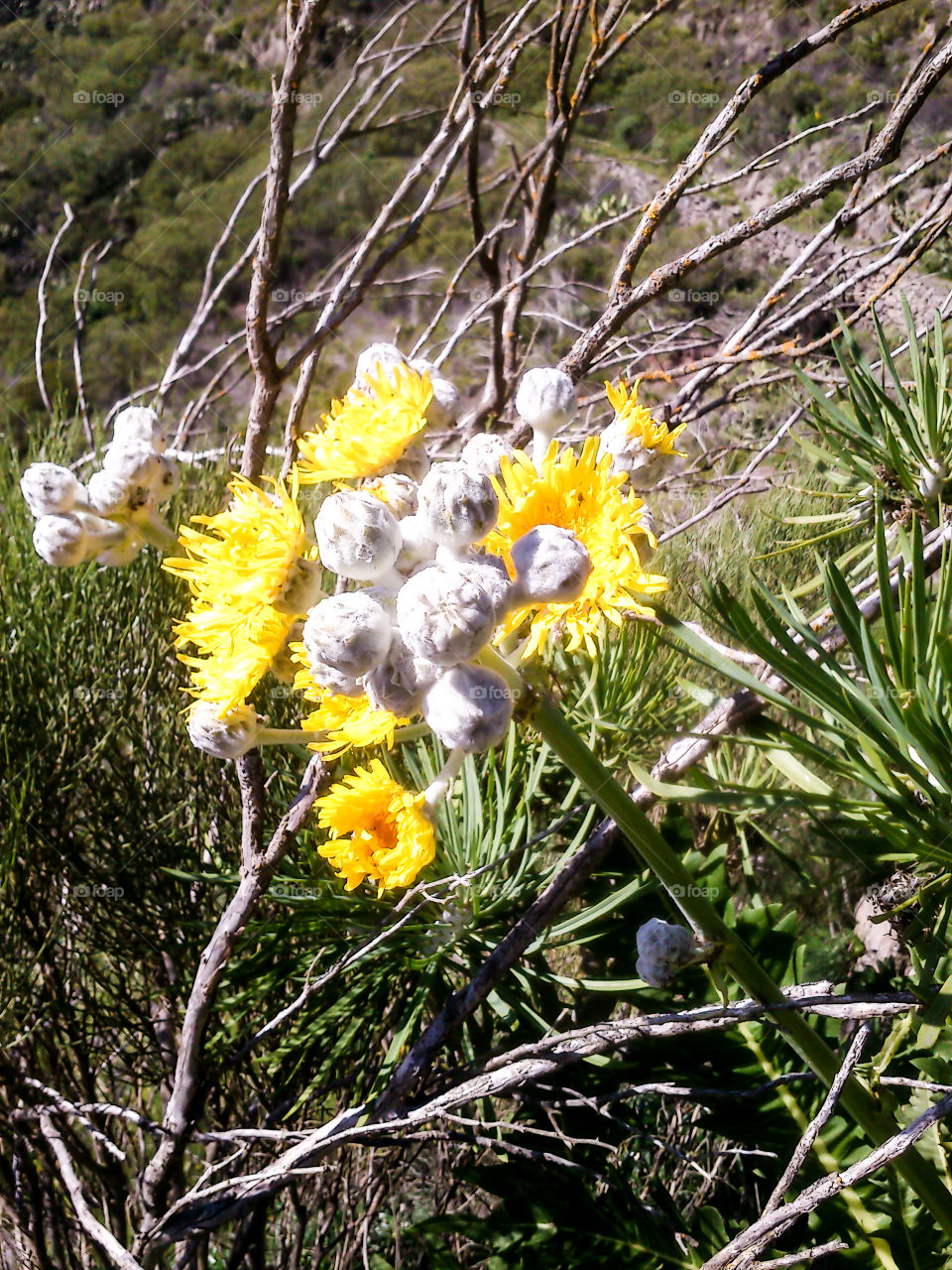 Flora in Tenerife