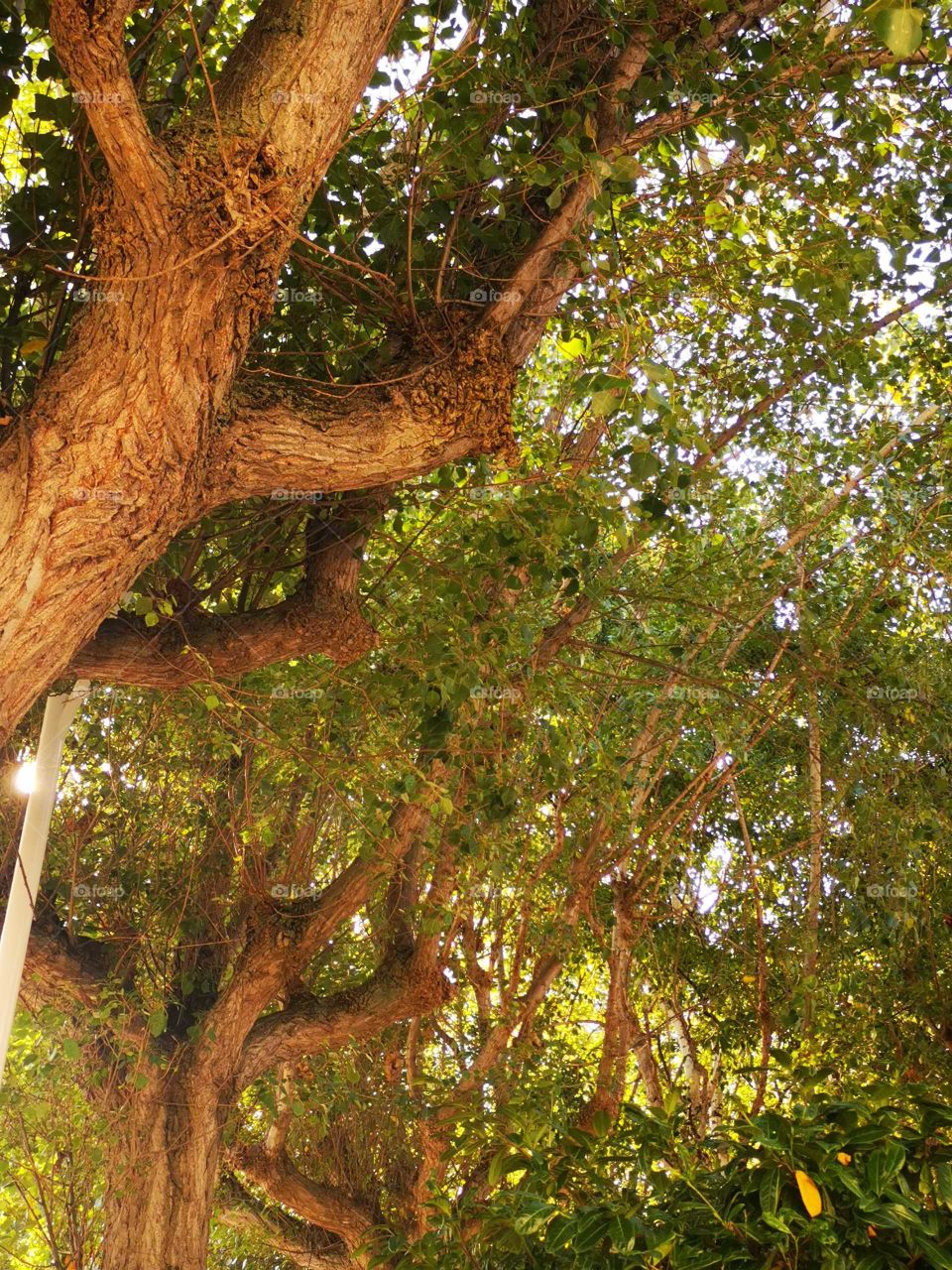 Beautifull tree with light sun