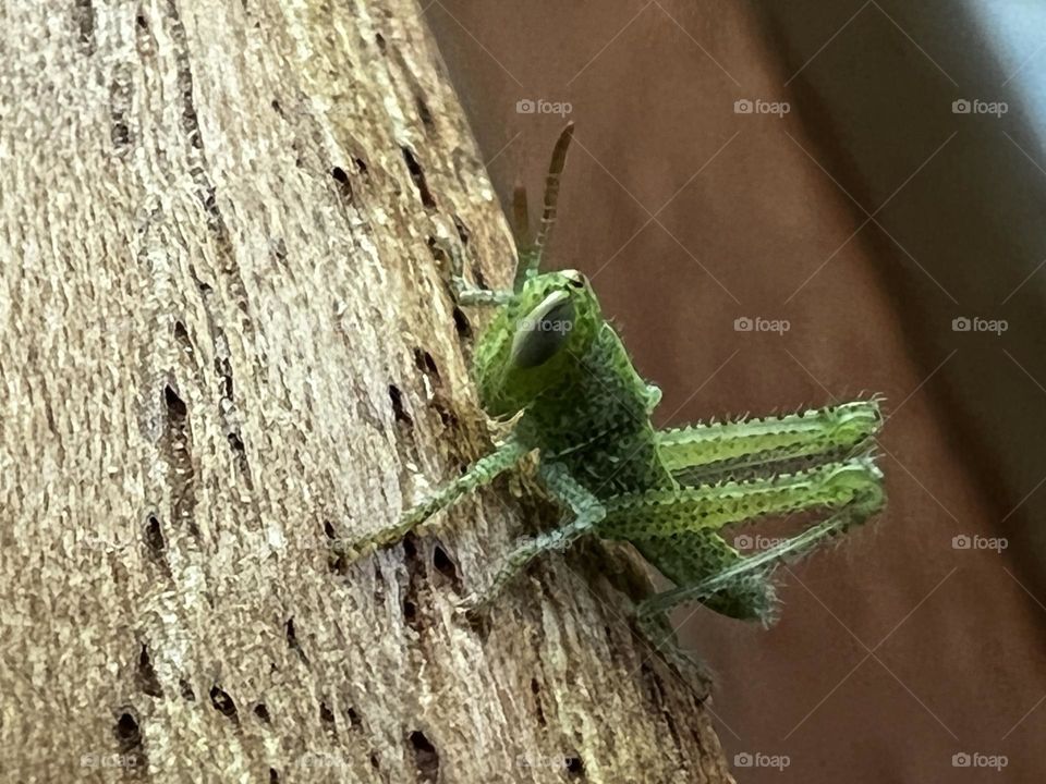 Baby grasshopper closeup