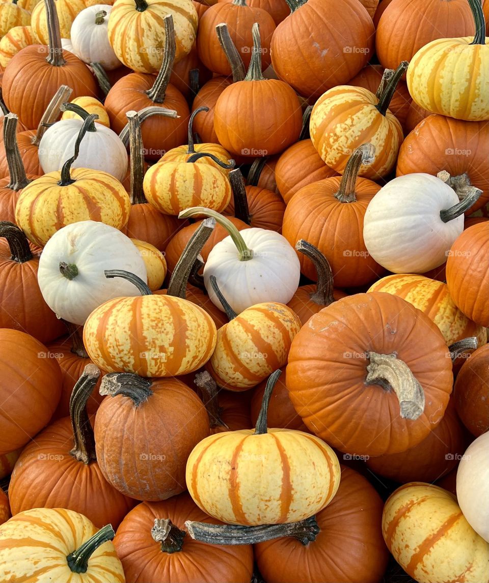 White and bright orange pumpkins.