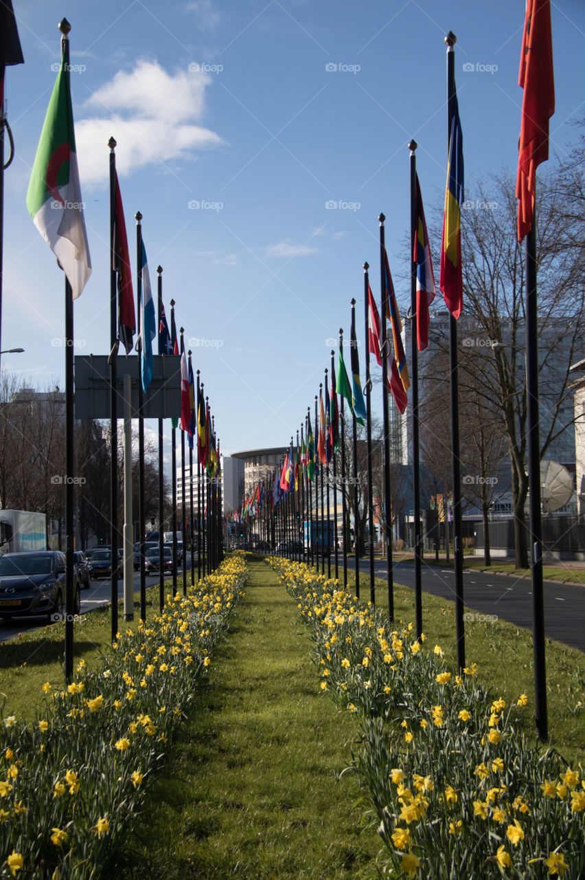 UN flags