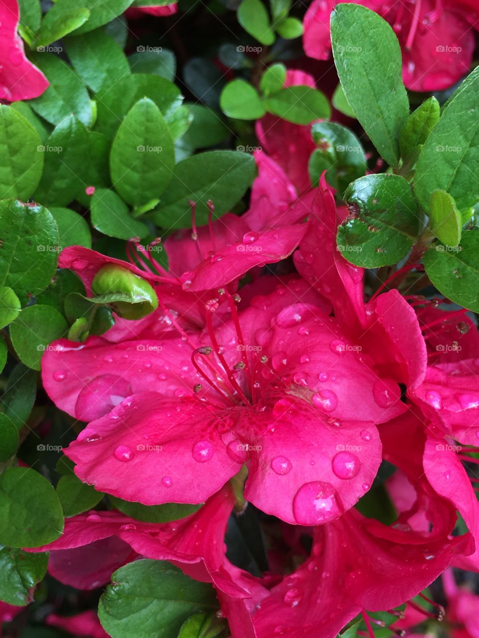 Azalea after rain 