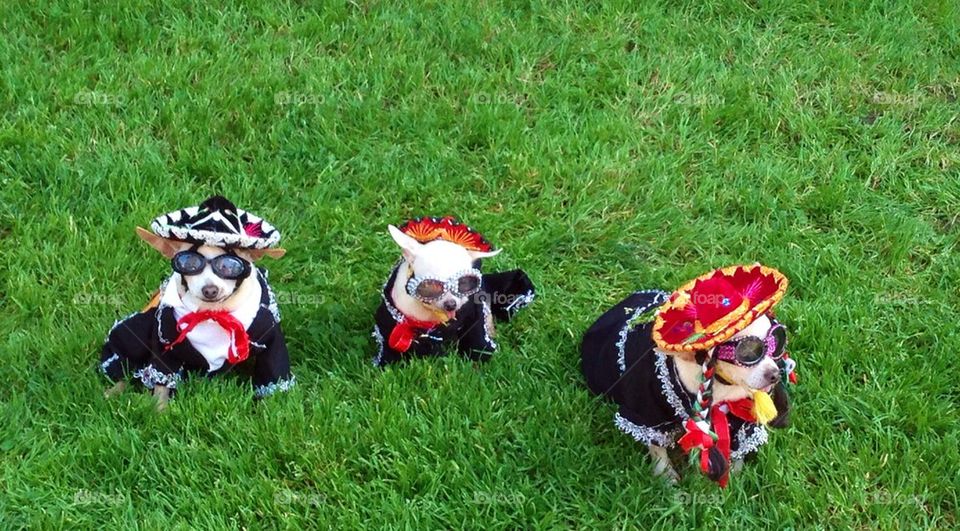Mexican Chihuahua's