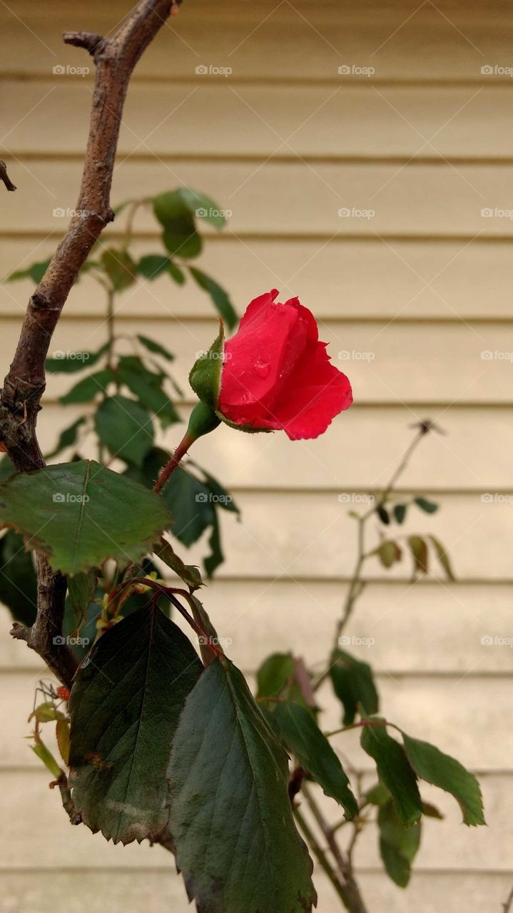 pretty Red Rose Bud
