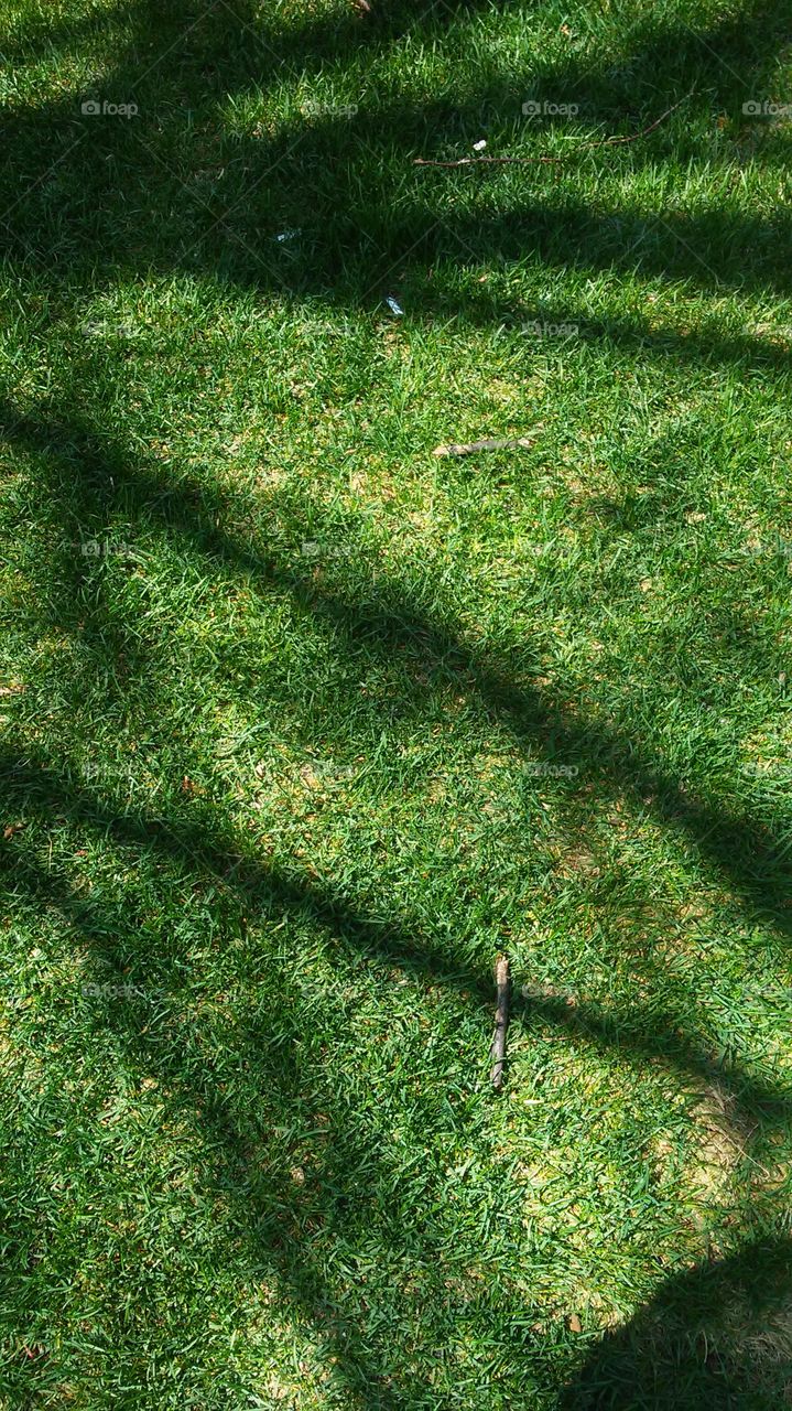 shadow. green. spring