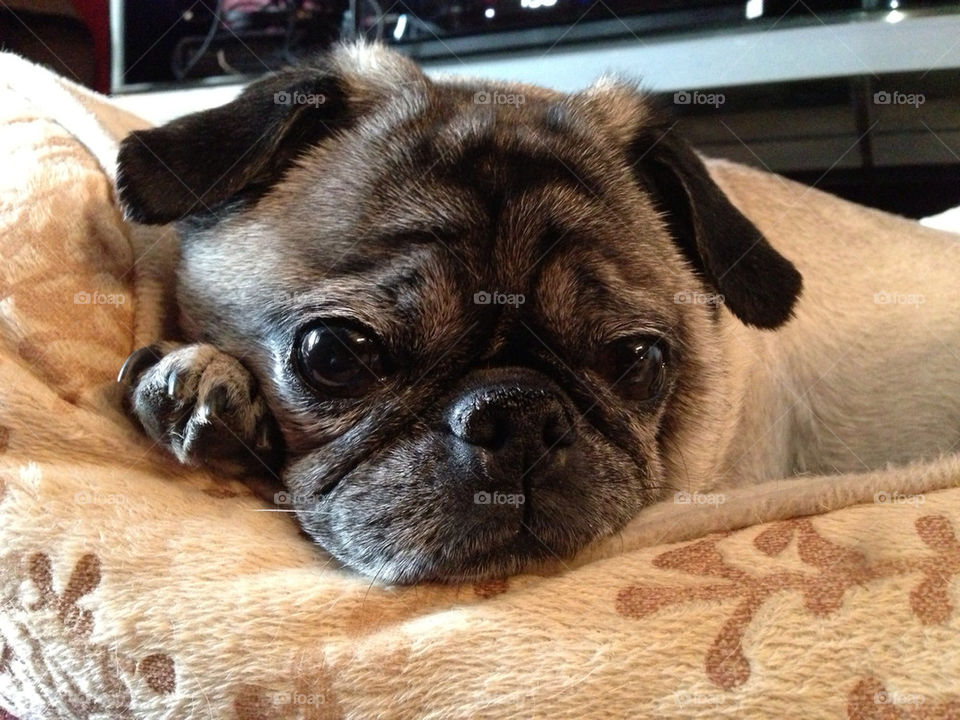 PUG RESTING