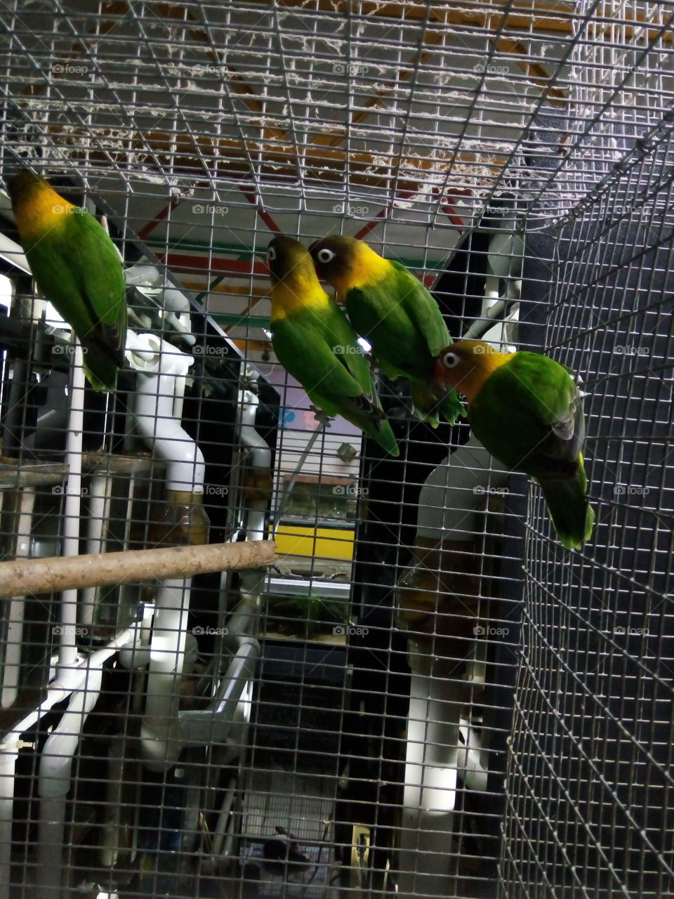 Bird, Cage, Wildlife, Parrot, Zoo