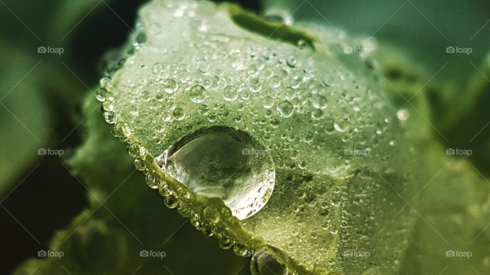 Dewdrops on a leaf in the morning.